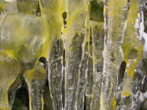 1162385_yellow_icicles